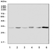 Western blot testing of 1) human HeLa, 2) human K562, 3) human HepG2, 4) rat testis, 5) rat PC-12 and 6) mouse testis tissue with PACT antibody. Predicted molecular weight: 32-34 kDa.