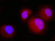 Immunofluorescent staining of FFPE human T-47D cells with Prostaglandin E synthase 3 antibody (red) and DAPI nuclear stain (blue). HIER: steam section in pH6 citrate buffer for 20 min.