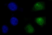 Immunofluorescent staining of FFPE human A549 cells with PTP1C antibody (green) and DAPI nuclear stain (blue). HIER: steam section in pH6 citrate buffer for 20 min.