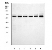 Western blot testing of 1) human Jurkat, 2) human Raji, 3) human HeLa, 4) human HepG2, 5) rat RH35 and 6) mouse HEPA1-6 cell lysate with PTP1C antibody. Predicted molecular weight: ~68 kDa.