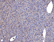 IHC staining of FFPE mouse liver tissue with Poliovirus Receptor antibody. HIER: boil tissue sections in pH8 EDTA for 20 min and allow to cool before testing.