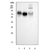 Western blot testing of human 1) A431, 2) A549, 3) HT1080 and 4) Daudi cell lysate with Poliovirus Receptor antibody. Predicted molecular weight ~45 kDa, but may be observed at higher molecular weights due to glycosylation.