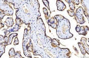IHC staining of FFPE human placental tissue with Poliovirus Receptor antibody. HIER: boil tissue sections in pH8 EDTA for 20 min and allow to cool before testing.