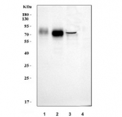 Western blot testing of human 1) A431, 2) A549, 3) HT1080 and 4) Daudi cell lysate with Poliovirus Receptor antibody. Predicted molecular weight ~45 kDa, but may be observed at higher molecular weights due to glycosylation.
