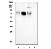 Western blot testing of human 1) A431, 2) A549, 3) HT1080 and 4) Daudi cell lysate with Poliovirus Receptor antibody. Predicted molecular weight ~45 kDa, but may be observed at higher molecular weights due to glycosylation.