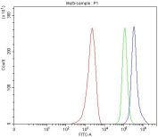 Flow cytometry testing of fixed and permeabilized human MCF7 cells with RAD50 antibody at 1ug/million cells (blocked with goat sera); Red=cells alone, Green=isotype control, Blue= RAD50 antibody.