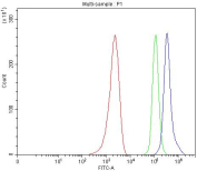 Flow cytometry testing of human A549 cells with RAD50 antibody at 1ug/million cells (blocked with goat sera); Red=cells alone, Green=isotype control, Blue= RAD50 antibody.