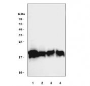 Western blot testing of human 1) HeLa, 2) Jurkat, 3) A549 and 4) HepG2 cell lysate with Positive cofactor 4 antibody. Expected molecular weight: 15-19 kDa (unmodified) and ~26 kDa (phosphorylated).