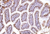 IHC staining of FFPE mouse colon tissue with SUB1 antibody. HIER: boil tissue sections in pH8 EDTA for 20 min and allow to cool before testing.