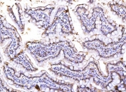 IHC staining of FFPE rat colon tissue with SUB1 antibody. HIER: boil tissue sections in pH8 EDTA for 20 min and allow to cool before testing.