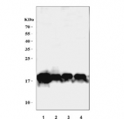 Western blot testing of human 1) HeLa, 2) Jurkat, 3) A549 and 4) HepG2 cell lysate with SUB1 antibody. Expected molecular weight: 15-19 kDa (unmodified) and ~26 kDa (phosphorylated).