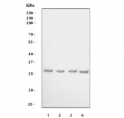 Western blot testing of 1) human HeLa, 2) human A549, 3) rat L6 and 4) mouse C2C12 cell lysate with UCP3 antibody. Predicted molecular weight: 23-34 kDa (multiple isoforms).
