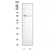 Western blot testing of human 1) 293T and 2) Caco-2 cell lysate with UDP-glucuronosyltransferase 1A10 antibody. Predicted molecular weight ~60 kDa.