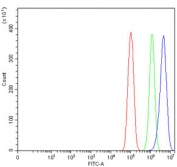 Flow cytometry testing of human PC-3 cells with YY1 antibody at 1ug/million cells (blocked with goat sera); Red=cells alone, Green=isotype control, Blue= YY1 antibody.