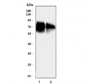Western blot testing of human 1) RT4 and 2) A549 cell lysate with ADAM10 antibody. Predicted molecular weight: ~84 kDa (full length), ~60 kDa (active form), ~80 kDa (glycosylated active form), ~110 kDa (glycosylated full length).