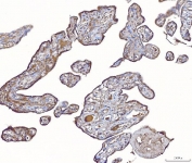 IHC staining of FFPE human placental tissue with PLP2 antibody. HIER: boil tissue sections in pH8 EDTA for 20 min and allow to cool before testing.