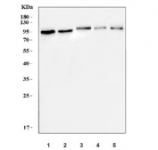 Western blot testing of human 1) K562, 2) PC-3, 3) HeLa, 4) Caco-2 and 5) 293T cell lysate with AGO1 antibody. Predicted molecular weight ~97 kDa. 