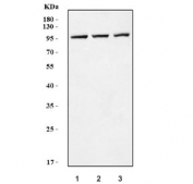 Western blot testing of human 1) K562, 2) Caco-2 and 3) 293T cell lysate with Argonaute 1 antibody. Predicted molecular weight ~97 kDa.