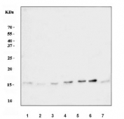 Western blot testing of human 1) A431, 2) MOLT4, 3) Raji, 4) MCF7, 5) HeLa, 6) Caco-2 and 7) HepG2 cell lysate with COX4I1 antibody. Predicted molecular weight ~20 kDa.