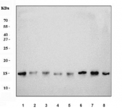 Western blot testing of 1) rat skeletal muscle, 2) rat brain, 3) rat stomach, 4) rat small intestine, 5) mouse skeletal muscle, 6) mouse brain, 7) mouse stomach and 8) mouse small intestine tissue lysate with COX4I1 antibody. Predicted molecular weight ~20 kDa.