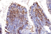 IHC staining of FFPE rat colon tissue with COX4I1 antibody. HIER: boil tissue sections in pH8 EDTA for 20 min and allow to cool before testing.