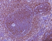 IHC staining of FFPE rat spleen tissue with Mip-1 alpha antibody. HIER: boil tissue sections in pH8 EDTA for 20 min and allow to cool before testing.