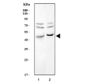 Western blot testing of 1) rat C6 and 2) mouse NIH 3T3 cell lysate with Cxcr3 antibody. Predicted molecular weight ~41 kDa.