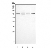 Western blot testing of 1) human HepG2, 2) human HeLa, 3) human A549 and 4) rat heart tissue lysate with Dynamin-1-like protein antibody. Predicted molecular weight: 60-84 kDa (multiple isoforms).
