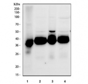 Western blot testing of human 1) HaCaT, 2) T-47D, 3) A431 and 4) RT4 cell lysate with Junctional adhesion molecule A antibody. Expected molecular weight: 35~43 kDa depending on glycosylation level.