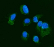 Immunofluorescent staining of FFPE human T-47D cells with Junctional adhesion molecule A antibody (green) and DAPI nuclear stain (blue). HIER: steam section in pH6 citrate buffer for 20 min.