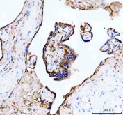 IHC staining of FFPE human placental tissue with Junctional adhesion molecule A antibody. HIER: boil tissue sections in pH8 EDTA for 20 min and allow to cool before testing.