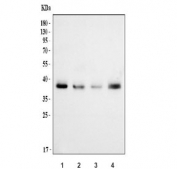Western blot testing of human 1) HaCaT, 2) T-47D, 3) A431 and 4) RT4 cell lysate with Junctional adhesion molecule A antibody. Expected molecular weight: 35~43 kDa depending on glycosylation level.
