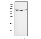 Western blot testing of human 1) HepG2, 2) A549 and 3) SH-SY5Y cell lysate with Interleukin 34 antibody. Predicted molecular weight ~26 kDa, secreted as an ~39 kDa homodimer that may be glycosylated.