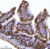 IHC staining of FFPE mouse colon tissue with JHDM3A antibody. HIER: boil tissue sections in pH8 EDTA for 20 min and allow to cool before testing.