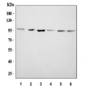 Western blot testing of human 1) U-87 MG, 2) PC-3, 3) 293T, 4) Jurkat, 5) HepG2 and 6) HeLa cell lysate with CD107b antibody. The protein can be extensively glycosylated and visualized from 45~110 kDa.