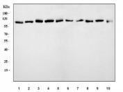 Western blot testing of 1) human K562, 2) human 293T, 3) monkey COS-7, 4) human HeLa, 5) human A549, 6) rat brain, 7) rat PC-6, 8) mouse lung, 9) mouse brain and 10) mouse kidney tissue lysate with Mitogen-activated protein kinase 7 antibody. Expected molecular weight: 80-115 kDa.
