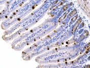 IHC staining of FFPE mouse colon tissue with Mucin 2 antibody. HIER: boil tissue sections in pH8 EDTA for 20 min and allow to cool before testing.