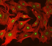 Immunofluorescent staining of FFPE human A549 cells with SPT5 antibody (green) and beta Tubulin mAb (red). HIER: steam section in pH6 citrate buffer for 20 min.
