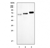 Western blot testing of 1) human Raji, 2) rat lung and 3) mouse lung tissue lysate with TFEB antibody. Expected molecular weight: 53-60 kDa (unmodified), 65-70 kDa (modified).