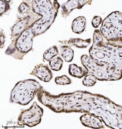 IHC staining of FFPE human placental tissue with NDFIP2 antibody. HIER: boil tissue sections in pH8 EDTA for 20 min and allow to cool before testing.