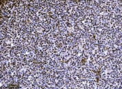 IHC staining of FFPE human spleen tissue with NDFIP2 antibody. HIER: boil tissue sections in pH8 EDTA for 20 min and allow to cool before testing.