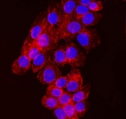 Immunofluorescent staining of FFPE human A431 cells with NDFIP2 antibody (red) and DAPI nuclear stain (blue). HIER: steam section in pH6 citrate buffer for 20 min.