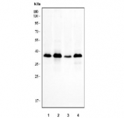 Western blot testing of human 1) A549, 2) HepG2, 3) MCF7 and 4) HeLa cell lysate with NDFIP2 antibody. Predicted molecular weight ~36 kDa. Ubiquitination may cause the protein to be observed at larger molecular weights.