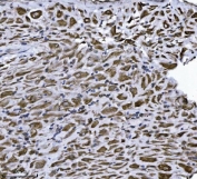 IHC staining of FFPE human placental tissue with ERLIN2 antibody. HIER: boil tissue sections in pH8 EDTA for 20 min and allow to cool before testing.