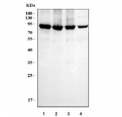Western blot testing of 1) human HeLa, 2) human MCF7, 3) human MDA-MB-231 and 4) rat C6 cell lysate with MCM7 antibody. Expected molecular weight: 80~90 kDa.