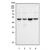 Western blot testing of human 1) HeLa, 2) K562, 3) A549 and 4) Caco-2 cell lysate with Cyclin E1 antibody. Predicted molecular weight ~47 kDa.