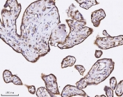 IHC staining of FFPE human placental tissue with ANXA3 antibody. HIER: boil tissue sections in pH8 EDTA for 20 min and allow to cool before testing.