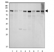 Western blot testing of 1) human HepG2, 2) human 293T, 3) human A431, 4) human PC-3, 5) rat brain, 6) rat liver, 7) mouse brain and 8) mouse liver tissue lysate with Ataxin 1 antibody. Commonly observed molecular weight: 87-105 kDa.