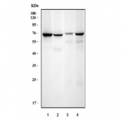 Western blot testing of 1) human U-87 MG, 2) human A549, 3) mouse lung and 4) mouse liver tissue lysate with WD repeat-containing protein 1 antibody. Expected molecular weight ~66 kDa.