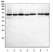Western blot testing of 1) human U-251, 2) human HeLa, 3) human HEL, 4) human RT-4, 5) rat brain, 6) mouse brain and 7) mouse intestine tissue lysate with WD repeat-containing protein 1 antibody. Expected molecular weight ~66 kDa.